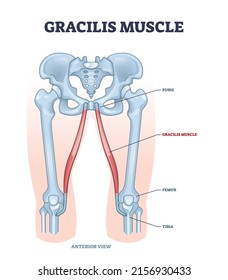 El músculo grávido como sistema muscular superficial en el esquema de las piernas y caderas. Esquema educativo etiquetado con simfisis pubis e ilustración vectorial de anatomía pública. ubicación de huesos de tibia o fémur