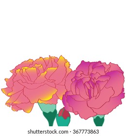 Gradient carnation flowers