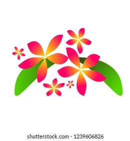 Gradient Flower yellow and pink.  Plumeria. summer.songkran fastival.