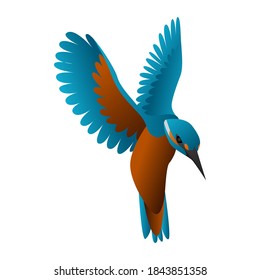 gradient kingfisher bird vector illustration isolated on white background