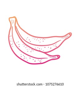 gradient line tasty bananas fruit organic vitamin