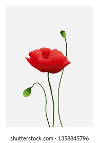 Gradient Poppy flower design 1