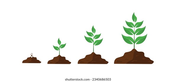 Gradual plant growth. Schematic from sprout to mature plant. Simple leaf plant. Botanical vector illustration, isolated on white background