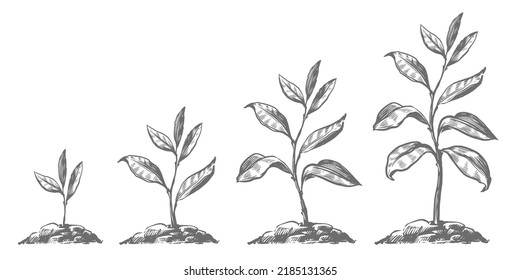 Crecimiento gradual de los árboles en el suelo. Etapas de crecimiento de brotes a plantas adultas. Agricultura, jardinería, concepto de naturaleza