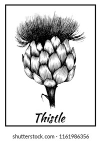 Grafic work, plant thistle flower illustration, vector isolated background, with inscription