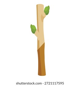 Grafted tree branch growing new buds, plant propagation technique