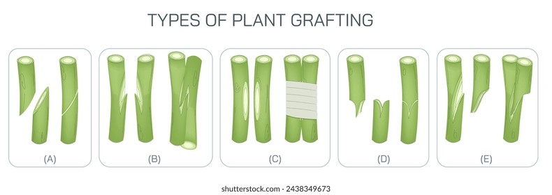 Grafting and budding are horticultural techniques used to join parts from two or more plants so that they appear to grow as a single plant vector illustration.