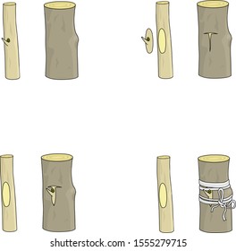 Grafting of tree with T cut