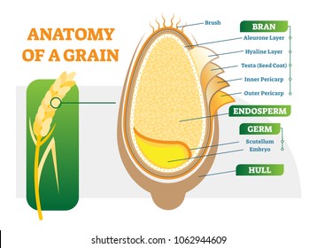Grain anatomical layers vector illustration diagram with bran, endosperm, germ and hull. Biology science poster.