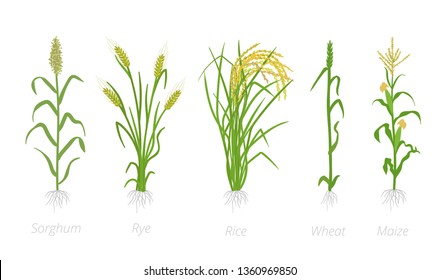 Grain cereal agricultural crops. Sorghum rye, rice maize and wheat plant. Vector illustration. Secale cereale. Agriculture cultivated plant. Green leaves. Flat color Illustration clipart on white