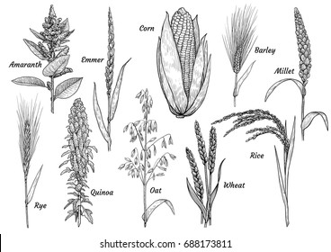 Grain  collection  illustration  drawing  engraving  ink  line art  vector