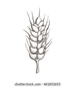 Grain concept represented by wheat ears icon. Isolated and flat illustration