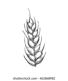 Grain concept represented by wheat ears icon. Isolated and flat illustration