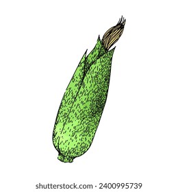 grain corn hand drawn. cob food, fresh green, organic field grain corn vector sketch. isolated color illustration