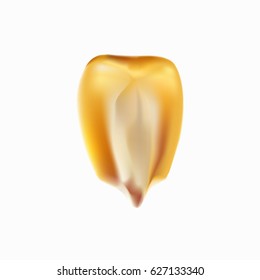 Grain of corn on a white background. Vector