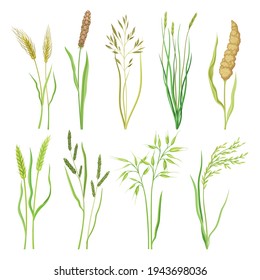 Grain Crop and Cereal as Cultivated Grass with Caryopsis Vector Set