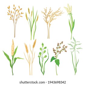 Grain Crop and Cereal as Cultivated Grass with Caryopsis Vector Set
