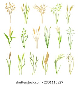 Grain Crop and Cereal as Cultivated Grass with Caryopsis Big Vector Set