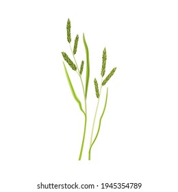 Grain Crop or Cereal Specie and Cultivated Grass on Stalk with Inflorescences Vector Illustration