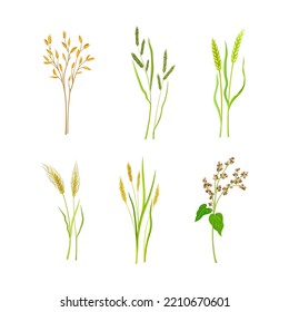 Grain Crop or Cereal Species as Cultivated Grass on Stalk with Inflorescences Vector Set