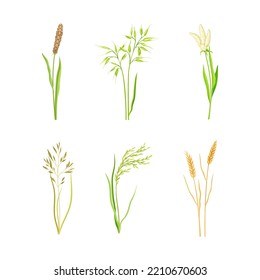 Grain Crop or Cereal Species as Cultivated Grass on Stalk with Inflorescences Vector Set