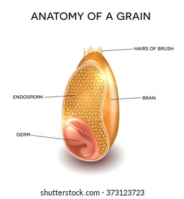 Grain cross section anatomy. Endosperm, germ, bran layer and hairs of brush.