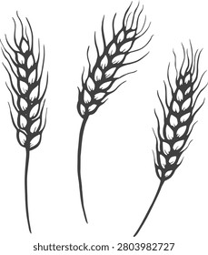 Grain drawing done with marker. Wheat ears, harvest, line art.
