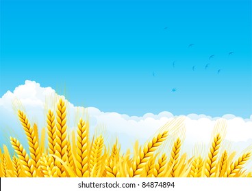 Grain fields. Fall landscape of yellow Grain fields with Wheat.