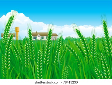 Campos de granos. Paisaje de verano de campos verdes de granos con casa y torre de agua.