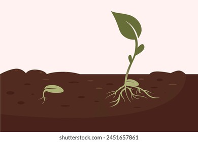 Grain in the ground. Green plant seedling. Stages of plant growth, cycle of growing seeds in the ground. Vector sprouts, roots, seeds. Organic creative symbol concept, natural biocosmetics, nature