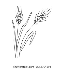 Grain harvest. Ears of wheat or barley. Vector illustration for brewing, agriculture, logo, print, poster. Drawn in doodle style by outline