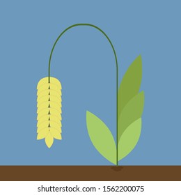 Grain, illustration, vector on white background.