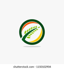 Grain leaf icon logo vector