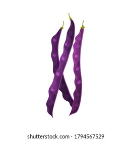 Grain Legume or Pulse Crop with Pod and Beans Vector Illustration