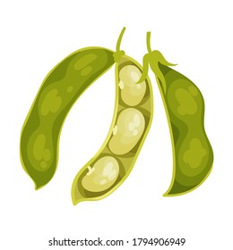 Grain Legume or Pulse Crop with Pod and Beans Vector Illustration