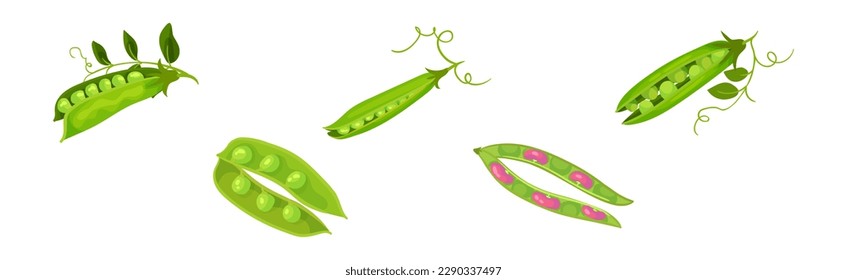 Leguma de grano o cultivo de pulso con conjunto de vectores de bacalao y frijol