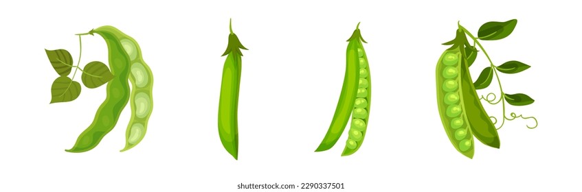 Grain Legume or Pulse Crop with Pod and Beans Vector Set