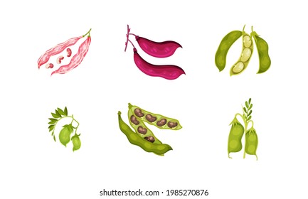 Grain Legumes or Pulse Crop with Pods and Beans Vector Set