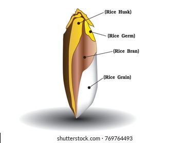 Grain rice composition vector