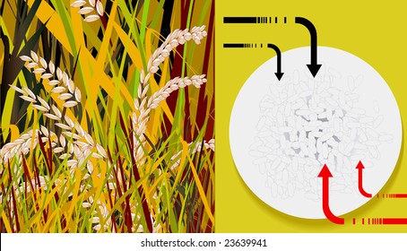 grain and seeds in a plate	