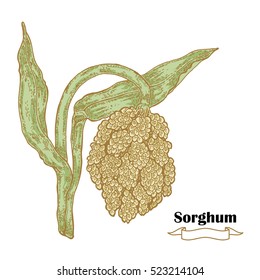 Grain Sorghum sketch. Hand drawn vector illustration