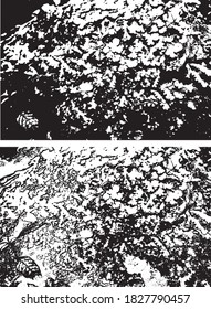 Grain texture mottled abstract vector black and white monochrome material background algae forest fern plant