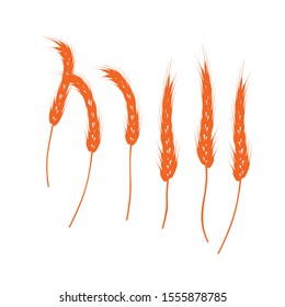 grain vector isolated. set rice design 