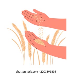 Grain of wheat in farmer hands close-up.