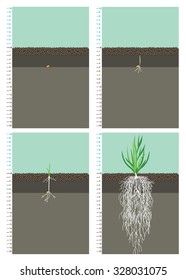 Grain wheat root development