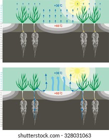 The grain of wheat root system of evaporation of moisture and air