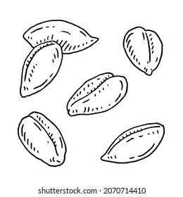 Grains of barley skinned. Isolated on white background. Vintage vector monochrome black engraving illustration. Hand drawn design element