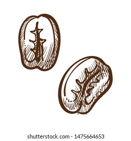 Cereales, granos de café aislados, semillas y fragante vector de ingrediente de bebida. Producto orgánico, bebida de elaboración, tipo brasileño o cultivo indio. Dibujo monocromo de refresco natural matutino