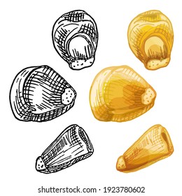 Grains corn. Vector color and monochrome vintage hatching illustration isolated on a white background.