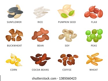 Grains and plant seed set with names. Healthy nature and gardening. Vector flat style cartoon seed plant illustration isolated on white background